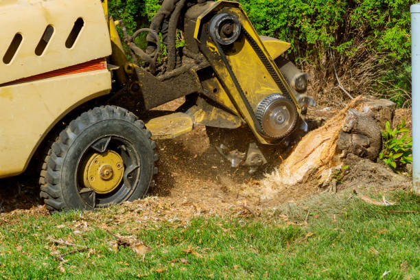 Best Affordable Tree Service  in Caseyvle, IL